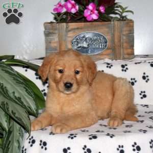 Lavendar, Golden Retriever Puppy