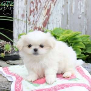 Lavendar, Pekingese Puppy