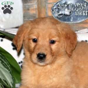 Lavendar, Golden Retriever Puppy