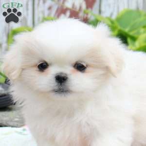 Lavendar, Pekingese Puppy