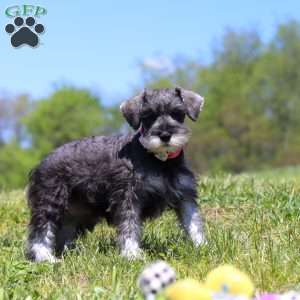 Layla, Miniature Schnauzer Puppy