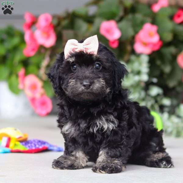 Layla, Havapoo Puppy
