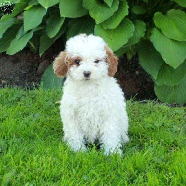 Leah, Miniature Poodle Puppy