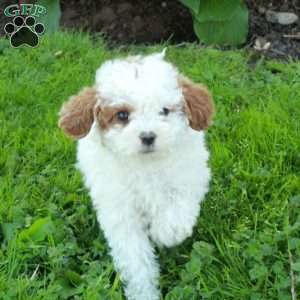 Leah, Miniature Poodle Puppy