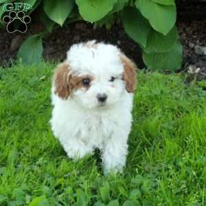 Leah, Miniature Poodle Puppy