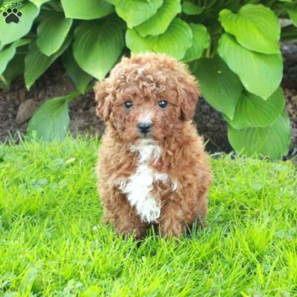 Lena, Miniature Poodle Puppy