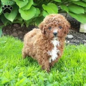 Lena, Miniature Poodle Puppy