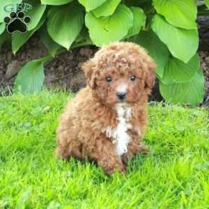 Lena, Miniature Poodle Puppy