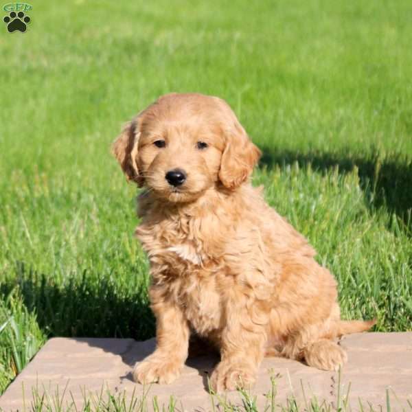 Lenny, Mini Goldendoodle Puppy