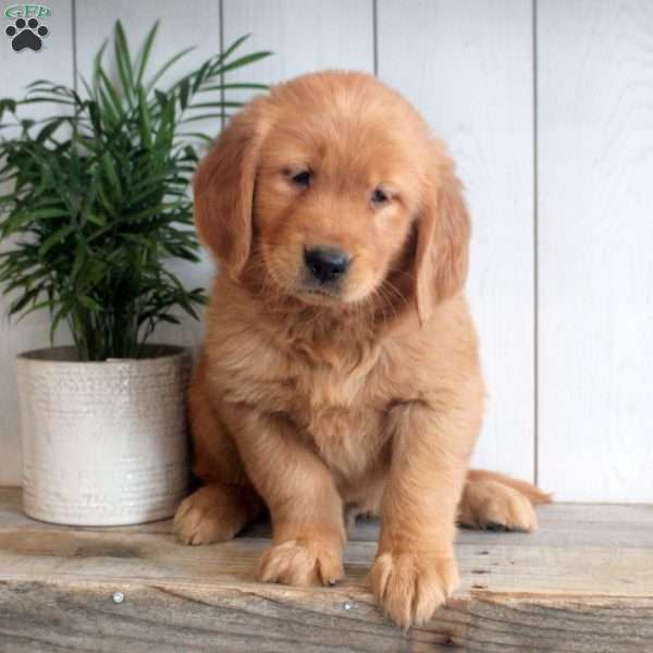 Lenny, Golden Retriever Puppy
