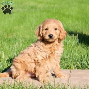 Lenny, Mini Goldendoodle Puppy