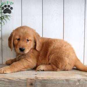Lenny, Golden Retriever Puppy
