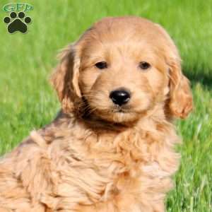 Lenny, Mini Goldendoodle Puppy