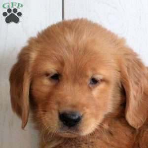 Lenny, Golden Retriever Puppy