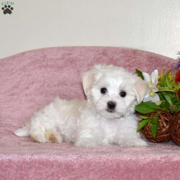 Leo, Maltese Puppy