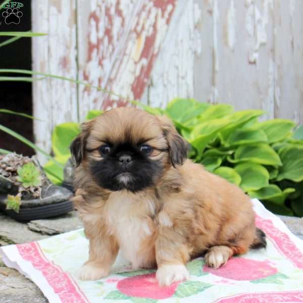 Leo, Pekingese Puppy