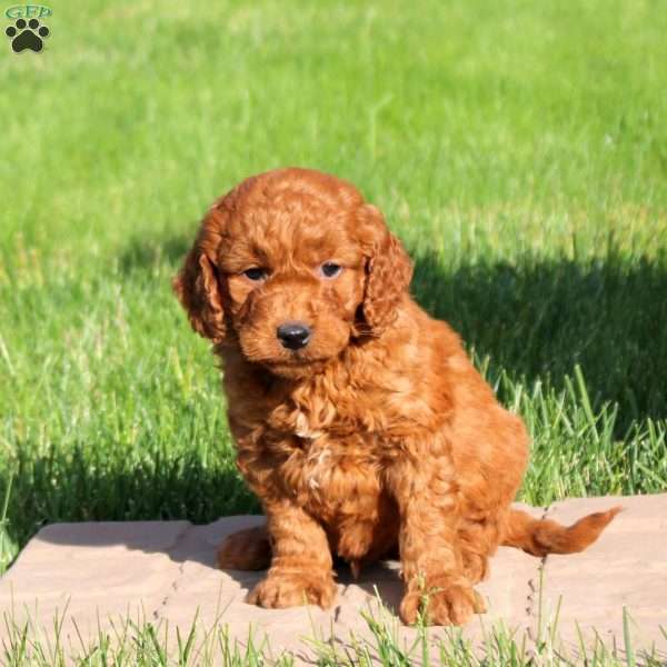 Leo, Mini Goldendoodle Puppy