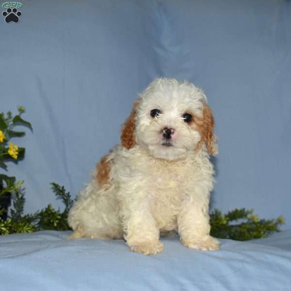 Leo, Cavapoo Puppy