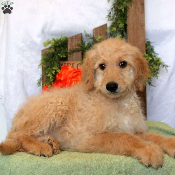 Leo, Goldendoodle Puppy