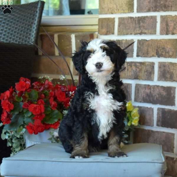 Leo, Mini Bernedoodle Puppy
