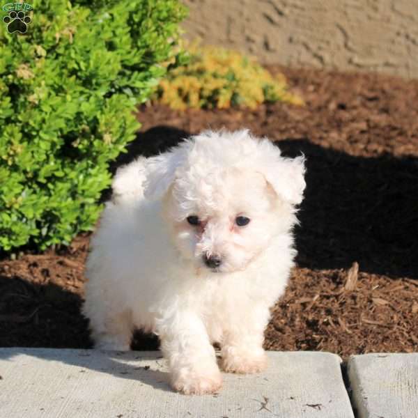 Leo, Bichon Frise Puppy