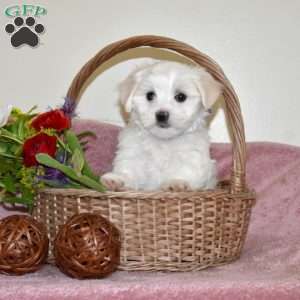 Leo, Maltese Puppy