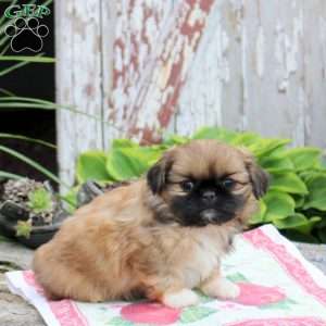 Leo, Pekingese Puppy