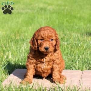 Leo, Mini Goldendoodle Puppy