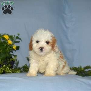 Leo, Cavapoo Puppy