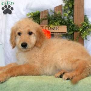 Leo, Goldendoodle Puppy