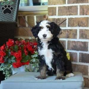 Leo, Mini Bernedoodle Puppy
