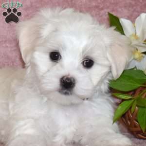 Leo, Maltese Puppy
