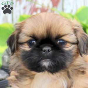 Leo, Pekingese Puppy