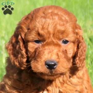 Leo, Mini Goldendoodle Puppy