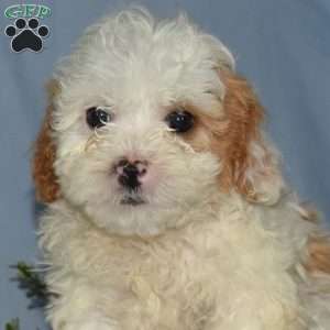 Leo, Cavapoo Puppy