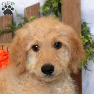 Leo, Goldendoodle Puppy