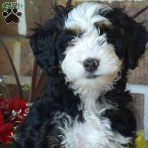 Leo, Mini Bernedoodle Puppy