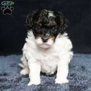 Lester, Cavapoo Puppy