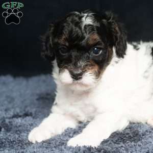 Lester, Cavapoo Puppy