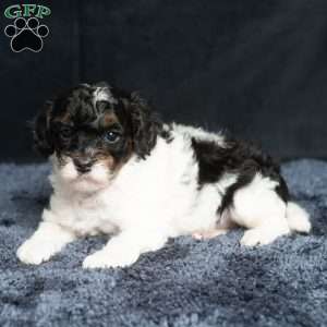 Lester, Cavapoo Puppy