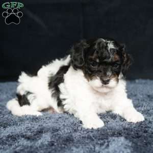 Lester, Cavapoo Puppy