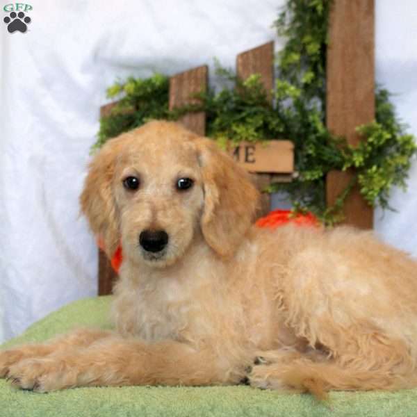Levi, Goldendoodle Puppy