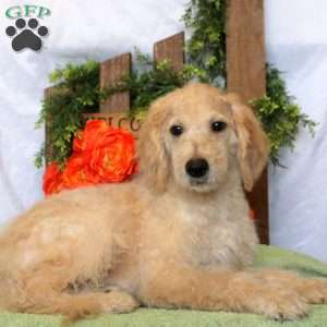 Levi, Goldendoodle Puppy