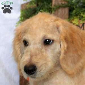 Levi, Goldendoodle Puppy