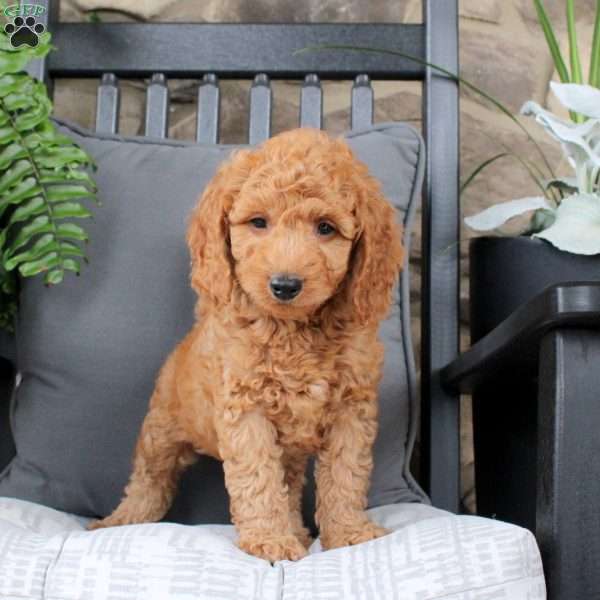Lewis, Mini Goldendoodle Puppy