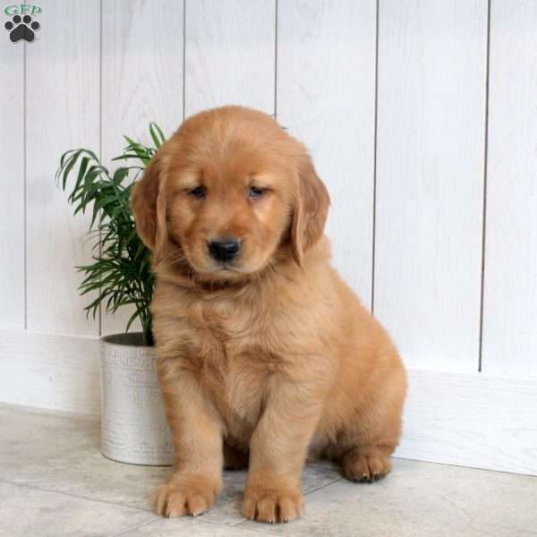 Lewis, Golden Retriever Puppy