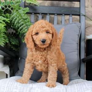Lewis, Mini Goldendoodle Puppy