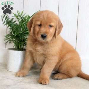 Lewis, Golden Retriever Puppy