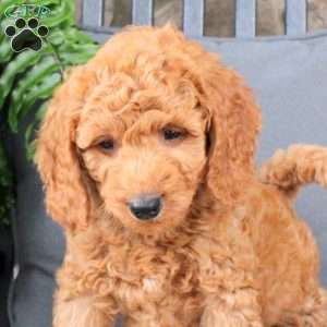 Lewis, Mini Goldendoodle Puppy