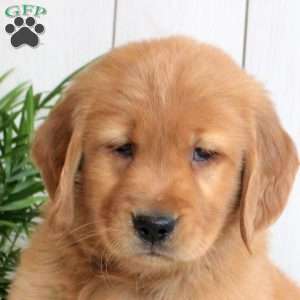 Lewis, Golden Retriever Puppy